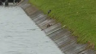 新加坡野生水獭 Lone Smooth-coated Otter _ Sungei Pandan _ 14 Jan 2026 _ Singapore _ 8.37am