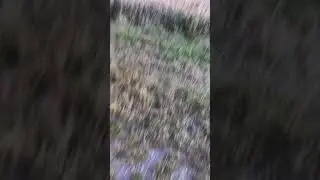 Moisson du bl&eacute; 😋