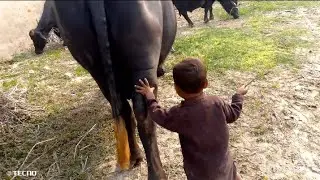 چھوٹا سا بچہ بھینس چرا رہا ہے l happy vlog