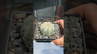 How to water cacti? This is how I water the really thirsty 🌵