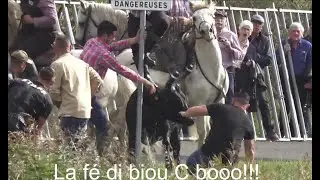 Gase d'Aigues-Mortes et retour au prés le 08.10.2024.