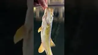 Smallmouth Fishing | Under a highway Part 2 #fishing #bassfishing #bass #pesca #smallmouthbass