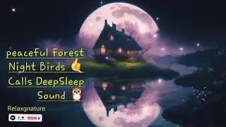 Calm Forest Night Sounds 🌙🌲 | Distant Owl & Night Bird Calls for Sleep, Relaxation & Meditation