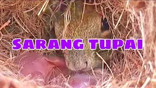 SARANG TUPAI LIAR
