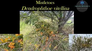 Mistletoe ID: Dendrophthoe vitellina