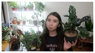 Houseplants I CANNOT KEEP ALIVE