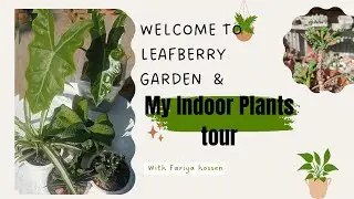 My indoor plant tour  |  Indoor Plants। relaxing plant tour।House Plant 