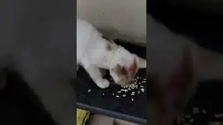 #sorting #cat #catlover #song #sort #cute # kitty