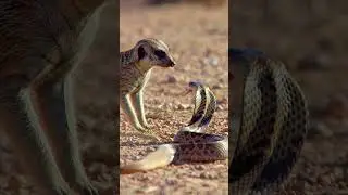 This Meerkat Took On a Snake #wildlifeshorts