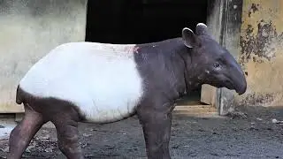 とべ動物園 アジアストリート マレーバク舎 ダン・ナナハ・ヒメナ