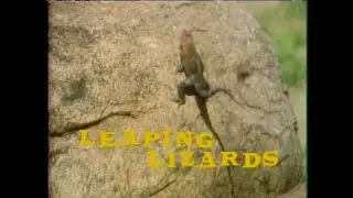 Growing Up Wild: Leaping Lizards