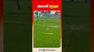 పొలంలో పెద్దపులి | Tiger Hulchul In Rajahmundry at East Godavari District | #shorts #ytshorts #tone
