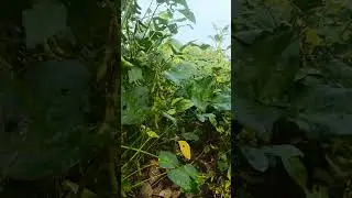 at new #farmer#bhati krishi farm doniya #ashta