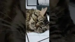 Cat curled up.Whiskers twitched softly.Eyelids grew heavy.Peaceful dreams were near 🐾💤 #catvideos
