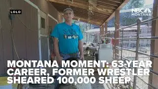 Montana Moment: In 63 year career, former wrestler sheared 100,000 sheep; still going strong