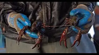 Crawfish Farming in South Louisiana