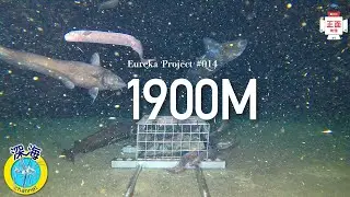 深海への挑戦 | 水中カメラ | 水深1900mの深海生物4K映像【正面カメラ】～The challenge of the deep sea～  No.014