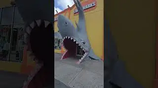 Running into the mouth of a shark!