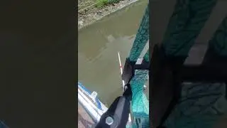 Bowfishing Philippines: Catch and Kill Pleco/Janitor Fish