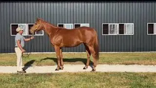 Hip #2895 - Proliferation - Racing or Broodmare Prospect by Broken Vow - Retroesque
