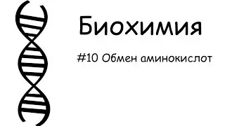 #10_Обмен аминокислот. Биохимия.