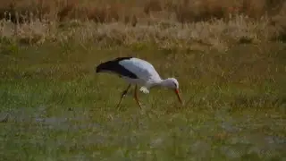 White Stork (Ciconia ciconia) / Wei&szlig;storch [2]