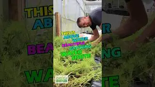 How We Convert Water Sprite In-House