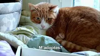 Adopta el Phil, un gatet invisible