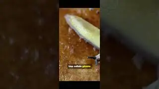 Le blob un &ecirc;tre &eacute;trange #insolite