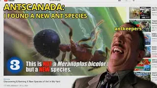 Meranoplus AntsCanada meme