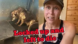 10 Year Old Dog Abandoned in Romanian Shelter &ndash; Now Safe!