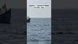 Dolphin Site in goa... #dolphin #dolphins #goa #goalife
