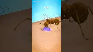 How ants bite                                   #science #sciencefacts