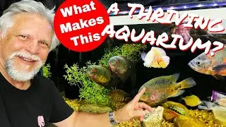 THRIVING 210 GALLON [South & Central American] Aquarium *EVERY PART OF THE SET-UP*