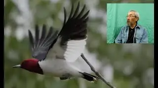FULL LENGTH Rare & Elusive Birds of Bluff Lake Interview with George Ho, Jr., M.D.