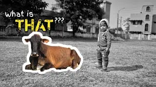 What is Cow? | Learn About Cows | Kid-friendly Stories | Funny Stories For Children in English 