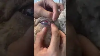Foxtail In Sheep&rsquo;s Eye