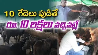 లీటరు పాలు రూ. 70 || డెయిరీలో లాభాలు ఎలా || Dairy Farming || Raghunath, Jangaiah || #Saagubadi