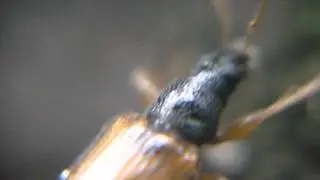 Phyllobius oblongus walking