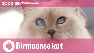 Birmaan in rasportret: Karakter, houding en verzorging