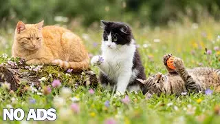 12 Hours Calming Music for Cats🐈Anti Separation Anxiety💖Soothing Music for Stress Relief