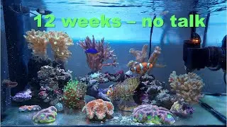 20 - 12 weeks - no talk, Nano-Reef Upgrade