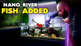 Adding Fish To Nano River Aquarium (Hillstream Loach & Panda Garra) | MD Fish Tanks