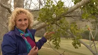 Mistletoe, Did you know? | A Growing Passion
