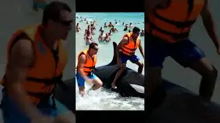 WHITE SHARK VS Lifeguards! Epic Beach Attack Caught on Camera! 🦈💥🌊