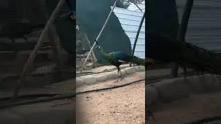 Muticus imperator peacock(green peafowl)