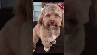 subscribe for more meme content.#usa #usashorts #viral
