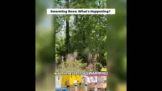 Bees! Are You AFRAID of This SWARMING! I love Honey Bee Swarms