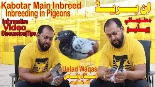 Ustad Waqas|Kabotar Main Inbreed|Inbreeding of Pigeons |Facts|Informative Video|Info|Discussion