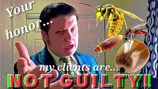 DEFENDING BUGS YOU HATE IN COURT! (Not Really)